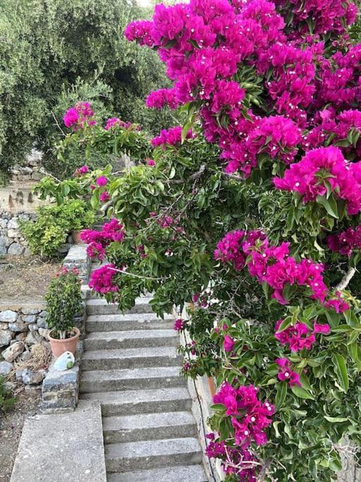 Villa Kamari-Cretan style apartment Kritsá Exteriör bild